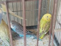 Yeni Yeme İnmiş Yavru Bebek Muhabbet Kuşlar