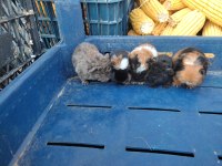 Ele alıştırmalık guinea pig yavrular
