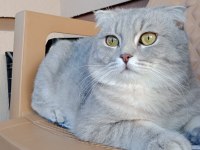 Bal gibi uygun scottish fold