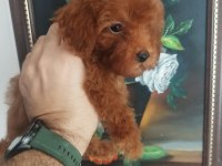 Red Brown Üst Kalite Toy Poodle Korekan Yavrular
