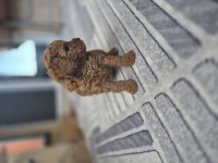 Toy poodle yavrular