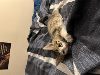 ÜCRETSİZ SAHİPLENDİRİLECEK EV KEDİSİ