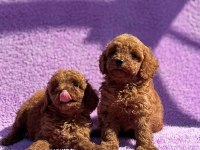 Sevgi dolu ailelerimiz için poodle bebekler