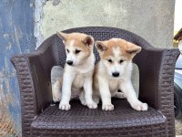 AKİTA İNU KÖPEĞİ