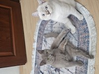BIRBIRINDEN AYIRMAMAK ŞARTI ILE KEDİLER