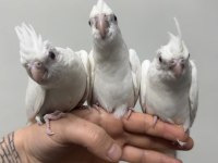 Yeni yeme düşen el besleme bebek sultan papağanı