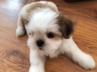 Çok tatlı shih tzu