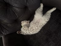 Scottish fold Luna kız için yuva arıyoruz
