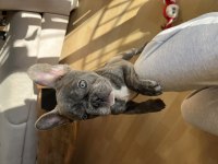 French bulldog gri blue eye