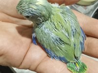 Forpus Papağanı Yavruları