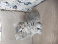 Scottish straight dişi bebekler