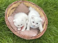 2 aylık scottish fold kuru mama ve tuvalet eğitimi vardır
