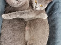 British shorthair anne kız yeni yuvalarını arıyor