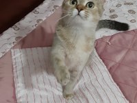 British Shorthair güzel kızımız