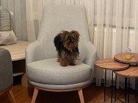 0 BOY TEACUP YORKSHİRE TERRİER KIZIM