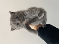Son iki yavrum scottish fold