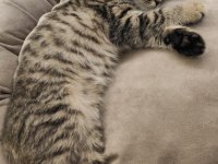 Tüm malzemeleri ile beraber scottish fold sahiplendirilecek