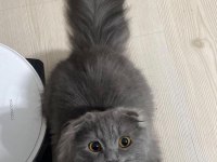 Longhair Scottish Fold Çok Uygun