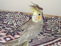 Sağlıklı sultan papağanı yavruları