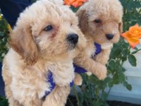 Apricot poodle bebişler
