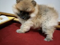 Pomeranian Boo 50 Günlük
