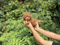 Kore Kan Aşılı Poodle Bebekler