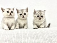 3 Adet British Shorthair