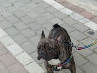 French bulldog köpeğime eş arıyorum