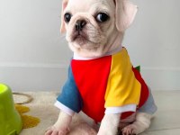 Albino pug nadir cins