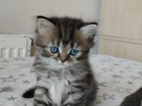 Golden ve british longhair