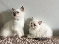 EV ÜRETİMİ BLUEPOİNT BRİTİSH SHORTHAİR BEBEKLERİMİZ