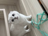 Tüm aksesuarlarıyla yavru scottish fold