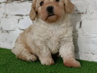 Maltipoo Dişi Yavrumuz