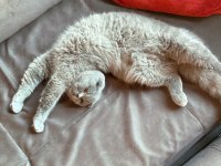 Tatlı oğlumuza yuva arıyoruz scottish fold