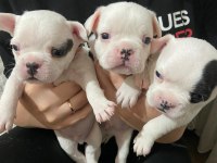 3 erkek french bulldog