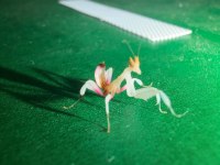 Orkide Mantis (Hymenopus Coronatus)