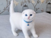 Beyaz Mavi Gözlü Scottish Fold Bebekler