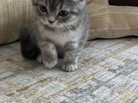 Safkan british shorthair bebişler