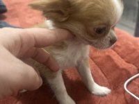 Orijinal chihuahua