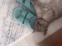British shorthair dişi yavru