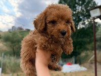 Tuvalet eğitimli maltipoo bebekler
