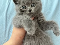 7 haftalık scottish fold yavrular yeni evine gitmeye hazır
