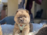 YÜKSEK KALİTE CHOW CHOW YAVRULARI