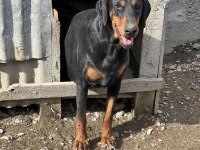 Safkan Doberman Anaç