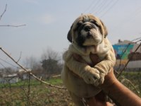 SİTENİN DEDİKODUSU BULLDOG PONÇİKLERİM