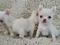 Şivava Türkiye Şampiyonu Babanın Yavruları Chihuahua
