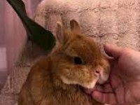 1 aylık sütten kesilmiş Netherland Dwarf tavşanlar