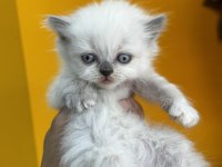 Kar beyazı british longhair yavrularım