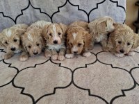 A kalite sağlıklı orjinal maltipoo