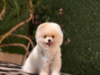 Pomeranian Boo Köpeği